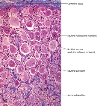 Primary tissues 4 | Basicmedical Key