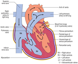 The circulatory system | Basicmedical Key