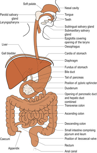 the-gastrointestinal-tract-basicmedical-key