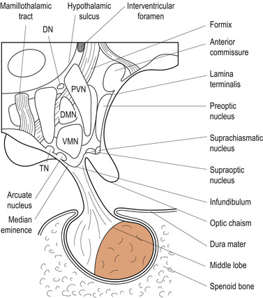 The endocrine system | Basicmedical Key