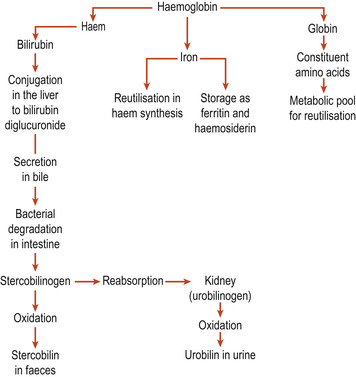 The Haematological System—physiology Of The Blood | Basicmedical Key