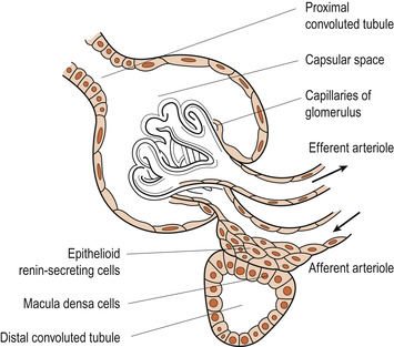 The renal tract | Basicmedical Key