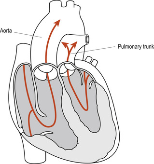 Developmental anatomy | Basicmedical Key