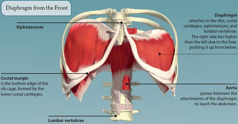 Picture Of What Is Under Your Rib Cage / Right side organs ...