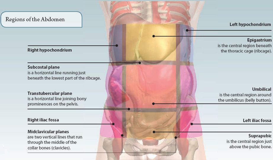 quadrants of abdomen and contents