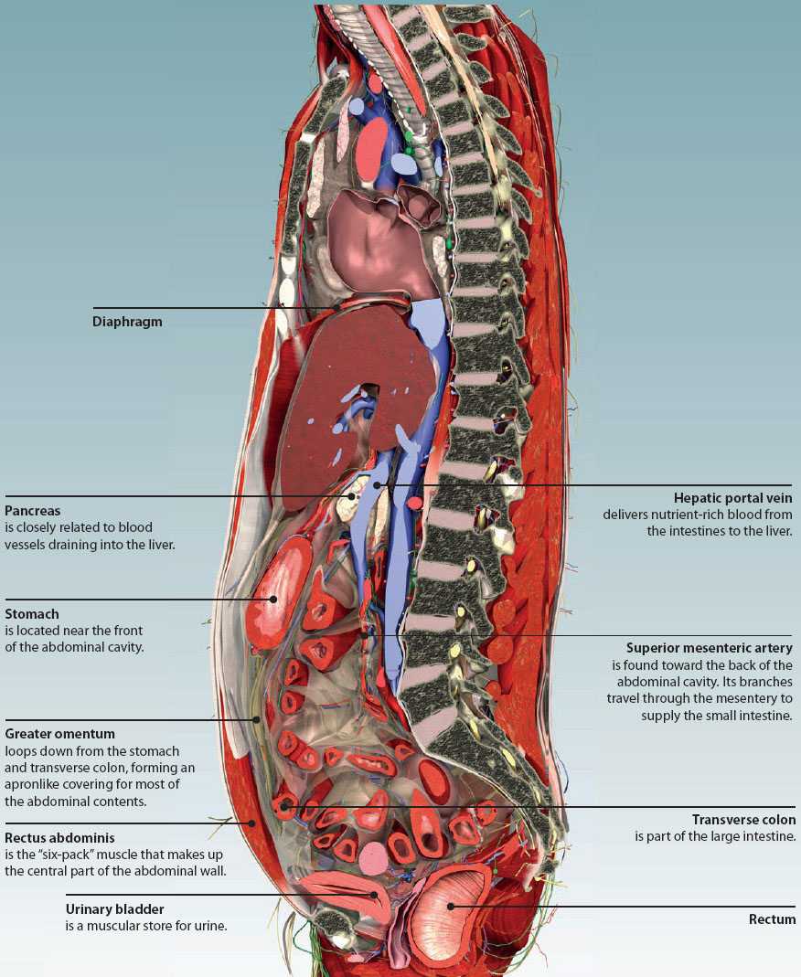 5: THE ABDOMEN  Basicmedical Key