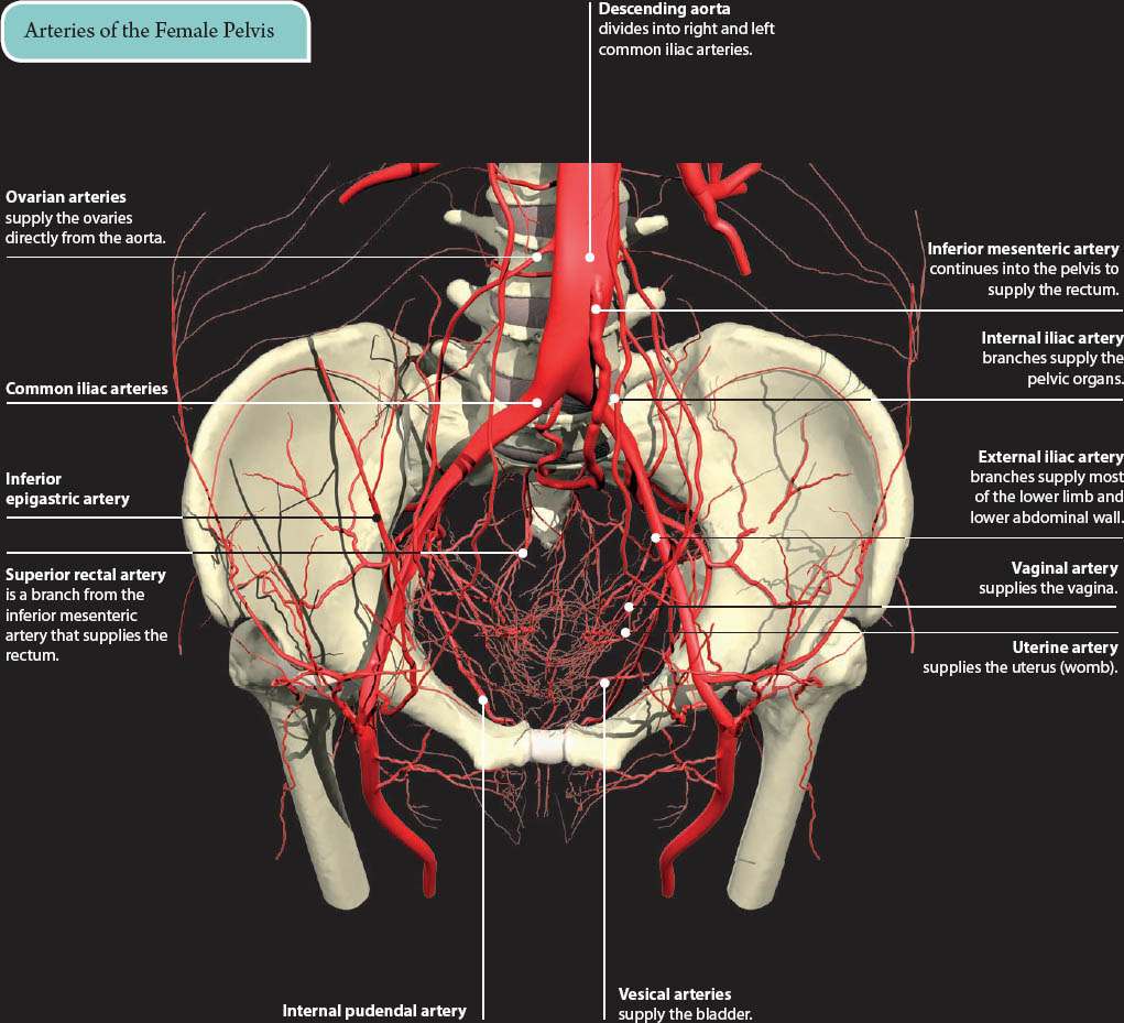 Female Human Muscles Diagram Female Pelvic Anatomy Fe - vrogue.co