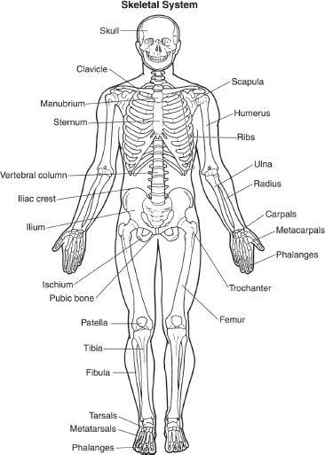 The Human Body: Structure and Function | Basicmedical Key