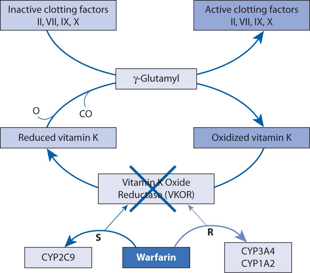 antidote for warfarin