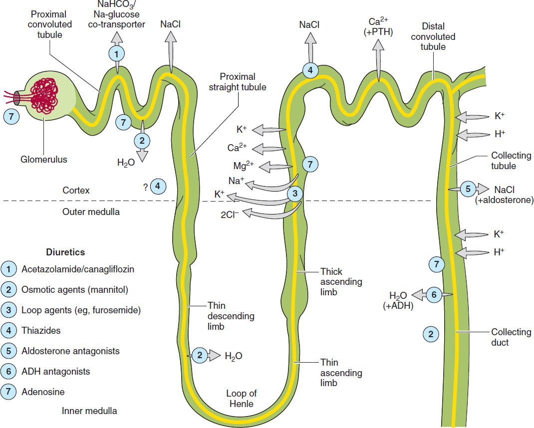 Nephron Diuretics