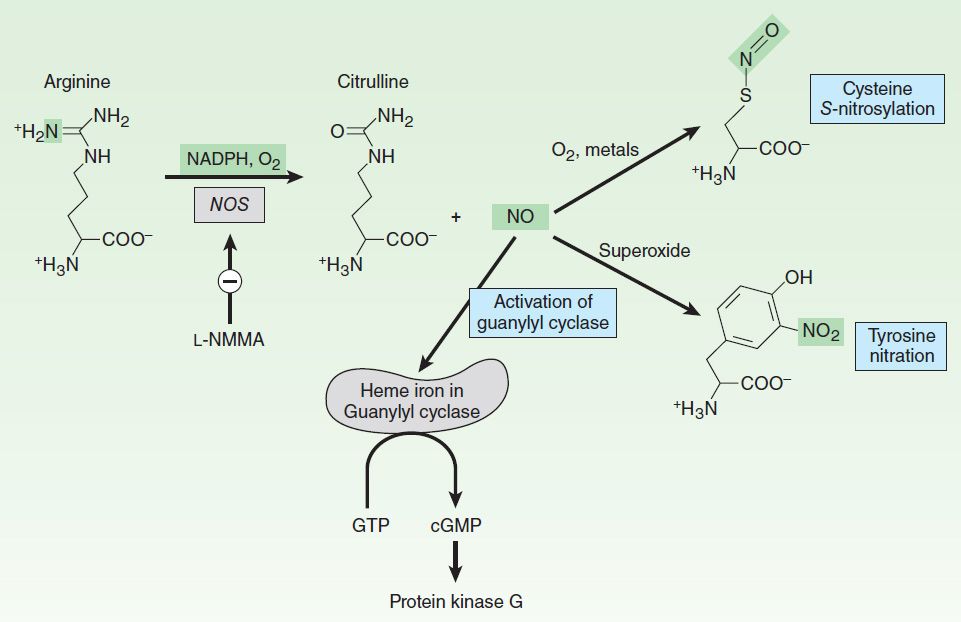 Nitric Oxide Basicmedical Key