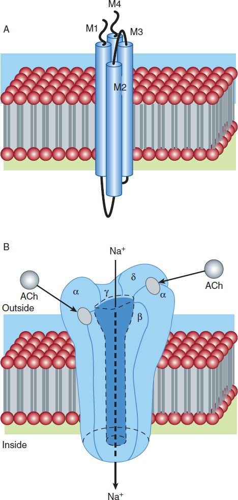 Skeletal muscle relaxants: Nursing pharmacology - Osmosis Video Library