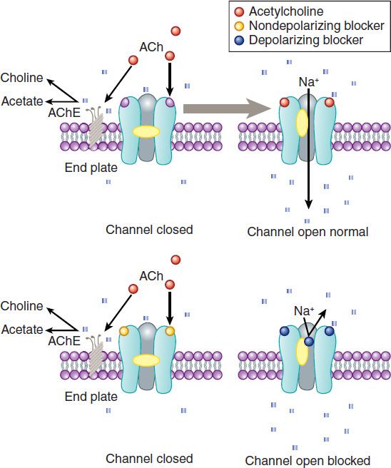 neuromuscular blocking agents mechanism of action