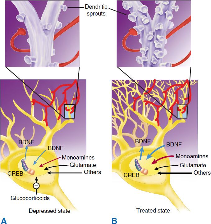 neurogenesis hypothesis of depression