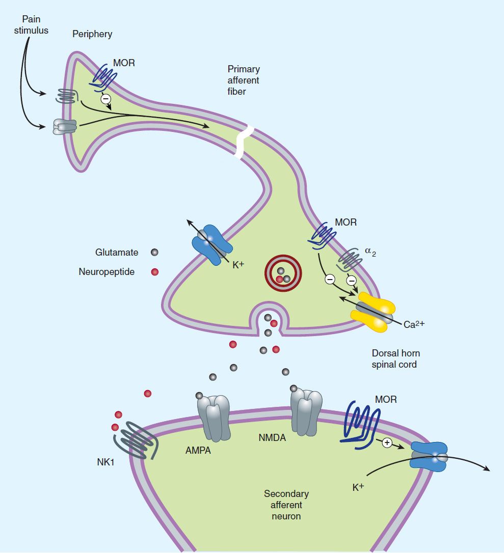 opioid-agonists-antagonists-basicmedical-key