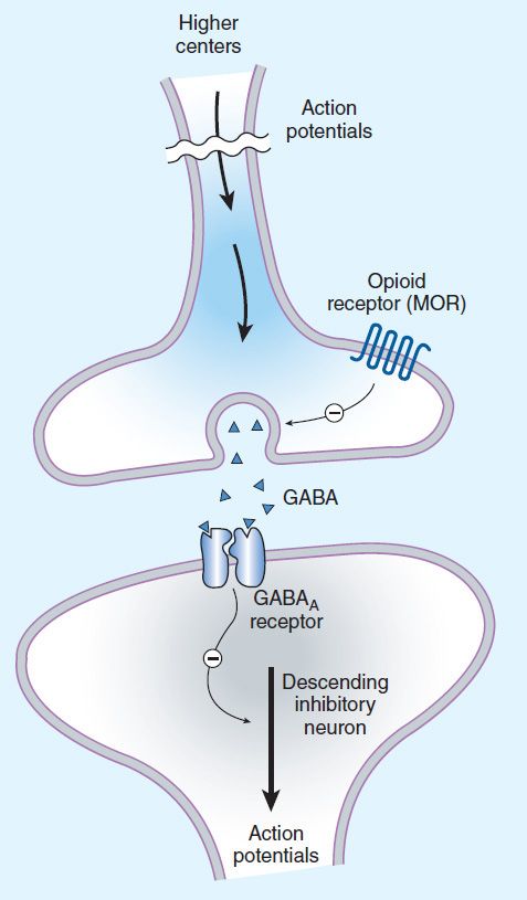 The Role of Opioid Receptors in Addiction - GoodRx