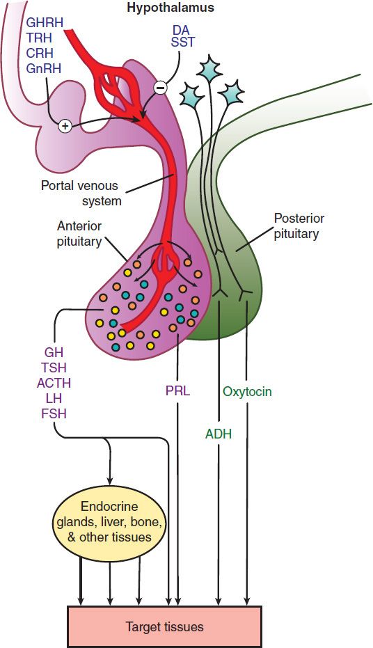 Hypothalamic And Pituitary Hormones Basicmedical Key