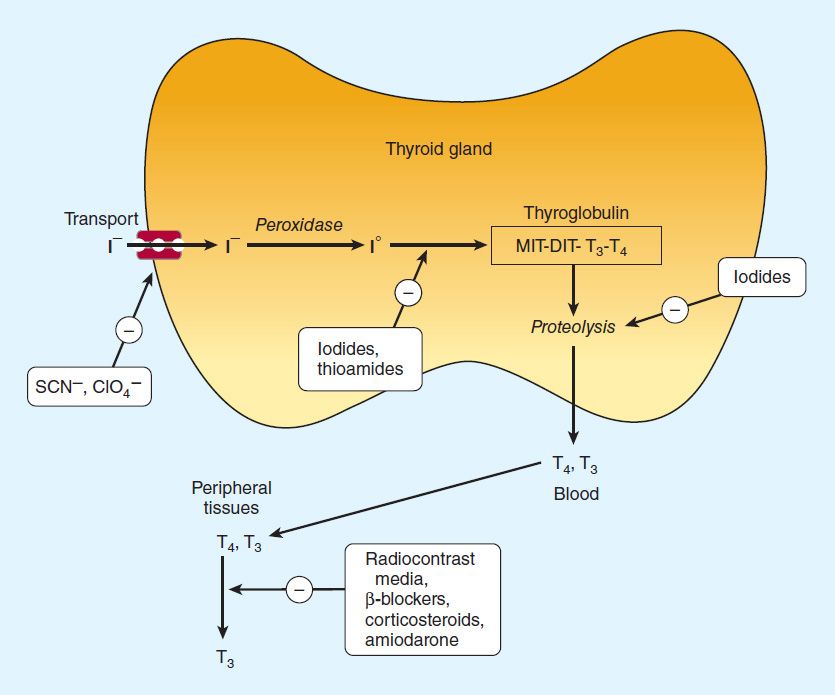 thyroid-antithyroid-drugs-basicmedical-key