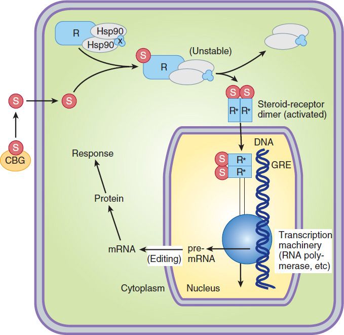 adrenocortical