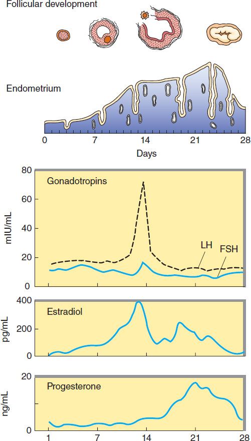 The Gonadal Hormones & Inhibitors | Basicmedical Key