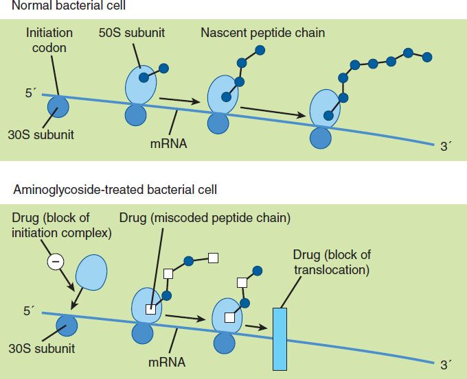 Streptomycin Mechanism Of Action Of