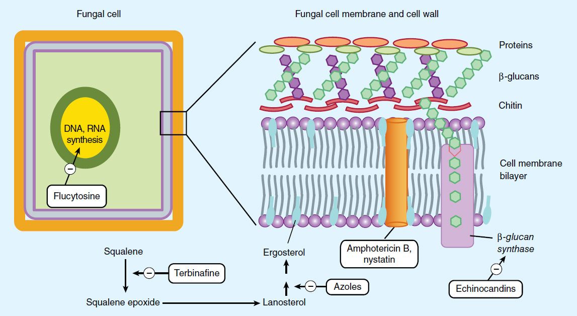 Antifungal Agents | Basicmedical Key