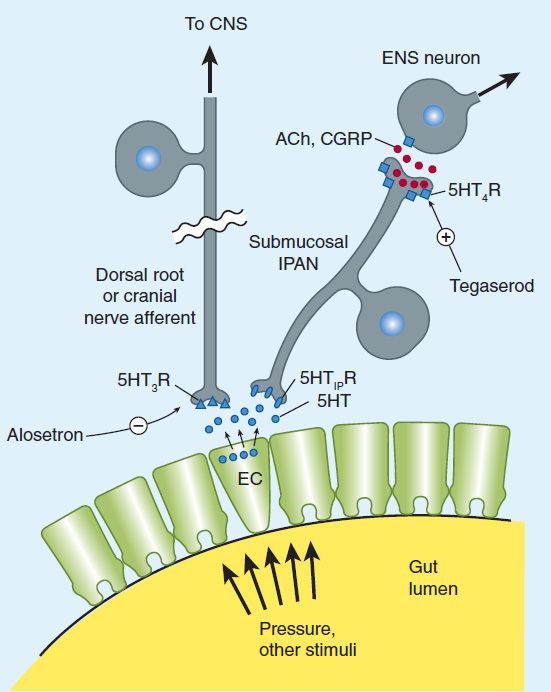 what medicines are needed to treat gastrointestinal signs aidi