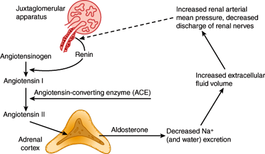 adrenal cortex secretes