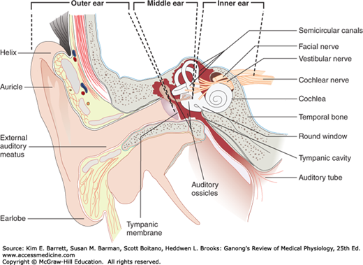 What structure of the ear contains the malleus, incus, and stapes