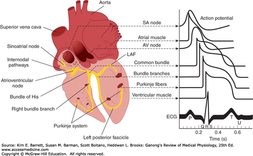 Brandy Heart Set, An ECG measures the electrical activity of the heart.