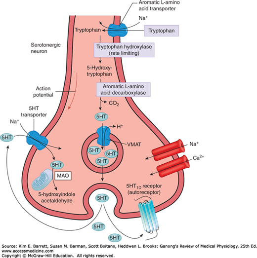 Neurotransmitters & Neuromodulators | Basicmedical Key