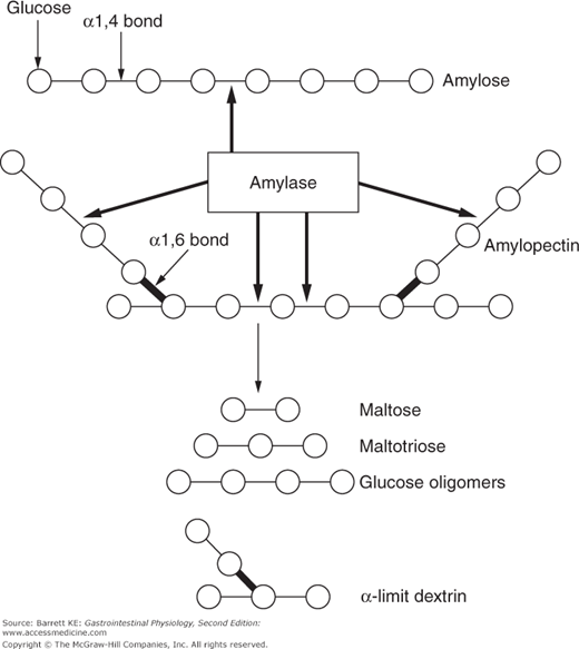 Amylase Enzyme Structure