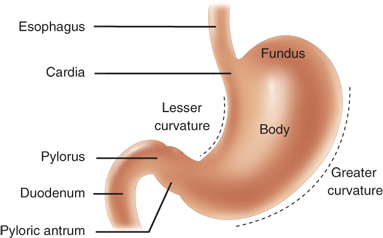 stomach anatomy antrum