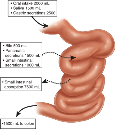 lumen of small intestine