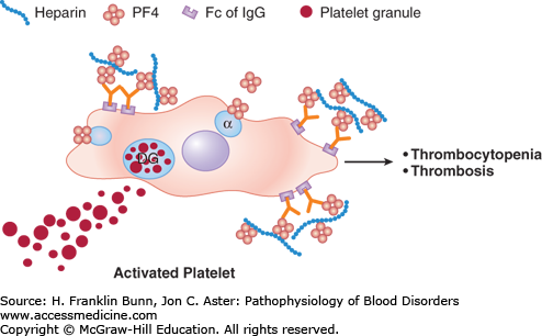 Thrombotic Disorders | Basicmedical Key