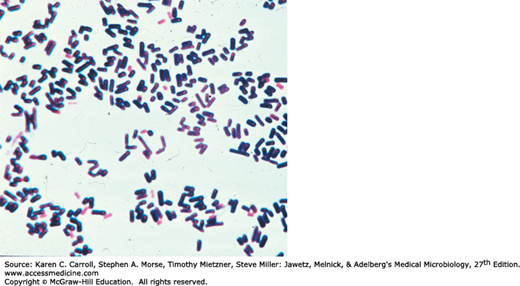 Spore-Forming Gram-Positive Bacilli: Bacillus And Clostridium Species ...