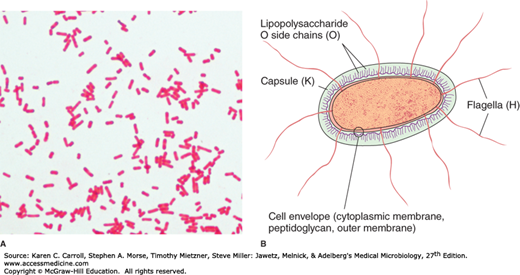 Enteric Gram Negative Rods Enterobacteriaceae Basicmedical Key