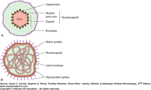 Complete virus. Сборка вириона и выход из клетки. Рабочий лист Вирион. Virus diagram.