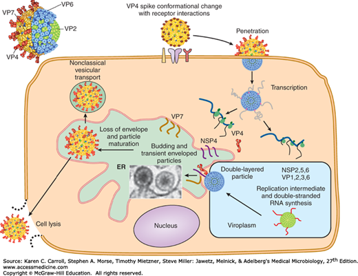 Reoviruses Rotaviruses And Caliciviruses Basicmedical Key
