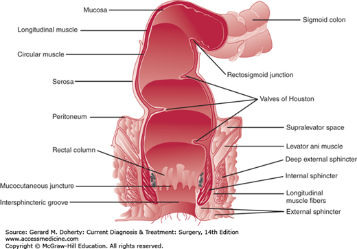 31 Anorectum Basicmedical Key