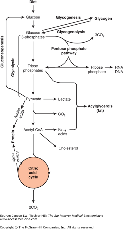 pathway of carbohydrate metabolism