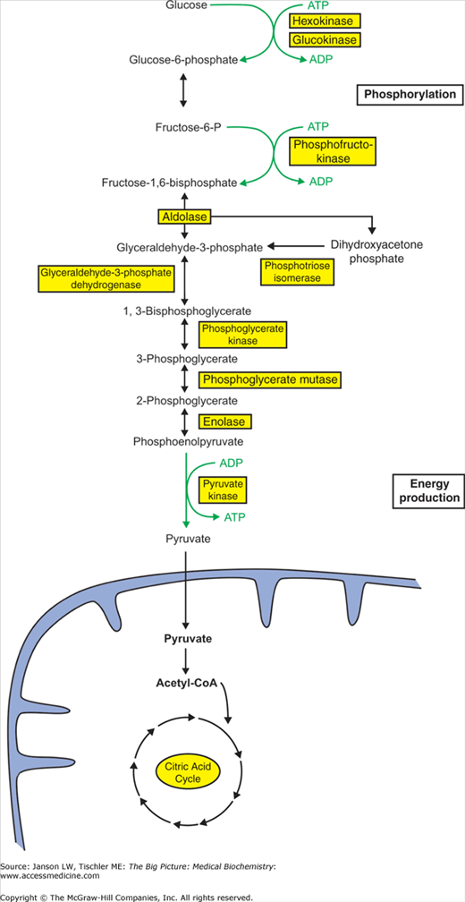 What Are The Metabolism Of Carbohydrates