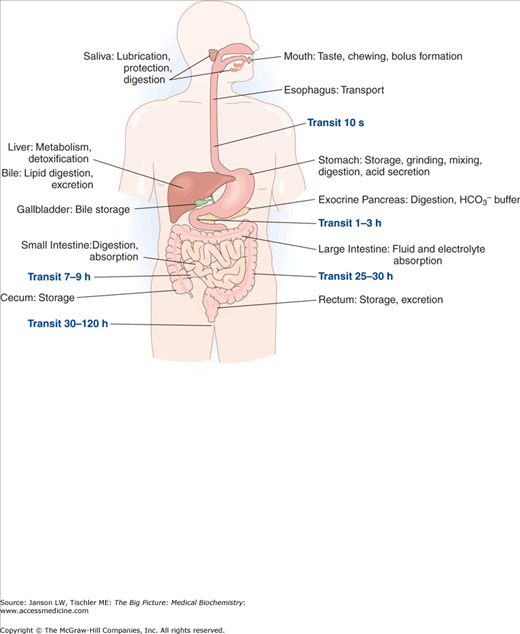 Chapter 11. The Digestive System | Basicmedical Key