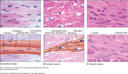 Cardiac Muscle Labeled
