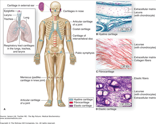 connective tissue body diagram