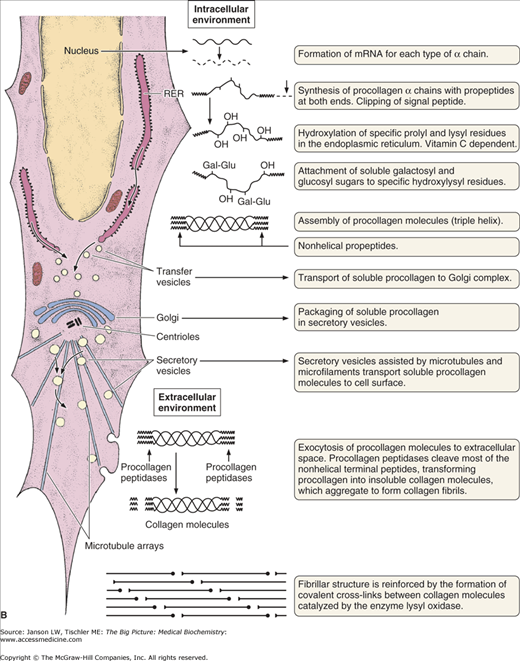 Chapter 13 Connective Tissue And Bone Basicmedical Key Chapter 13 Connective Tissue And Bone Basicmedical Key