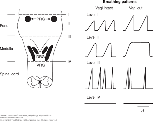 Graphical representation of breathing patterns for various health