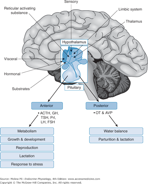 hypothalamus and pituitary gland relationship