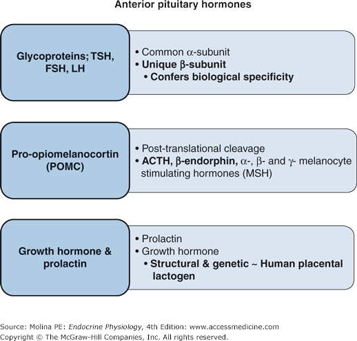 Anterior Pituitary Gland | Basicmedical Key