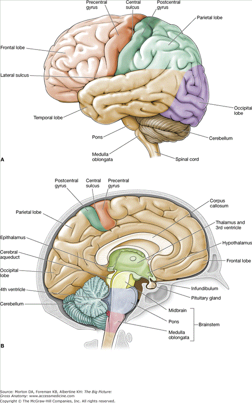 brain epithalamus